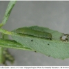 colias hyale larva2 volg2